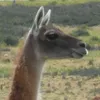 dolmen GitHub avatar